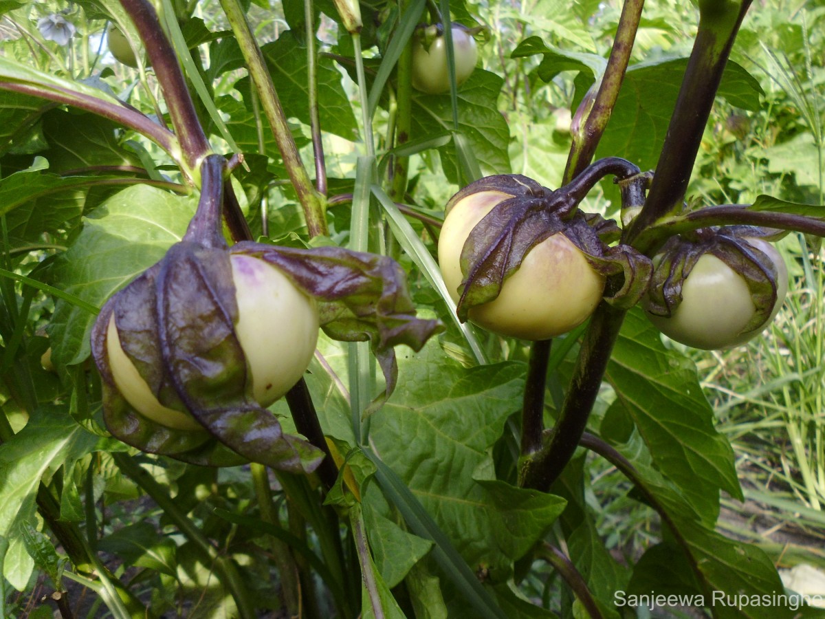 Solanum macrocarpon L.